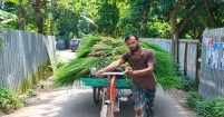 দেশীয় ঘাসেই ১২ গরুর খামার : স্বাবলম্বী সুমন খান