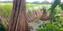 ভালো ফলনে স্বস্তি, ন্যায্যমূল্যের প্রত্যাশা