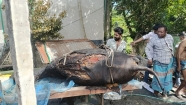 শাহরাস্তিতে গভীর রাতে খামারে আগুন : পুড়ে গেছে ৩টি গরু