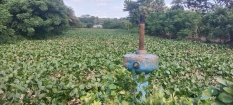 কচুরিপানায় ভরপুর সিআইপি বেড়িবাঁধের খাল।। নানা রোগের আশঙ্কা