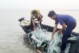 মেঘনায় মা ইলিশ রক্ষা অভিযানে ৩ জেলে আটক, নিষিদ্ধ জাল জব্দ