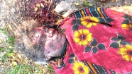 বলাখাল-রামপুর সড়কের পাশে মিললো নারীর লাশ, গাড়িচাপায় মৃত্যুর ধারণা