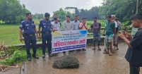 মতলব উত্তরে ভেসাল জাল ও চায়না দুয়ারী চাঁই জব্দ