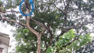 পল্লী বিদ্যুতের অবহেলায় যে কোনো সময় ঘটতে  পারে বড়ো ধরনের দুর্ঘটনা