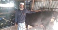 দক্ষিণ কোরিয়া ফেরত জসিম গাজীর খামারের দুধ-মাংসে স্বনির্ভর তরপুরচণ্ডী