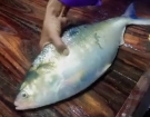 মেঘনায় ধরা পড়ল ‘রাজা ইলিশ’, দাম উঠল ১০ হাজার টাকা!