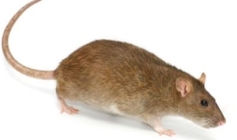 কচুয়ায় ধানক্ষেতে ইঁদুরের উপদ্রব : দুশ্চিন্তায় কৃষকরা