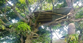 একটি আম গাছের আর্তনাদ ও আমাদের শিক্ষা ব্যবস্থার দীনতা