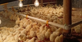 কৃষি এখনো সংস্কৃতি হিসেবে রাষ্ট্রীয় স্বীকৃতি পায়নি!