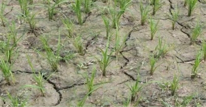 রামগঞ্জে পানির অভাবে ফেটে চৌচির বোরো ধানের ক্ষেত