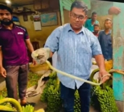কলার ছড়ির ভেতর লুকিয়েছিল সবুজ ফণীমনসা সাপ, বাজার জুড়ে আতঙ্ক